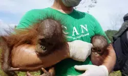 BKSDA Kaltim bersama CAN selamatkan orangutan dan bayi kembarnya BKSDA Kaltim bersama CAN selamatkan orangutan dan bayi kembarnya