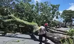 Banyuwangi diterjang angin kencang belasan pohon tumbang