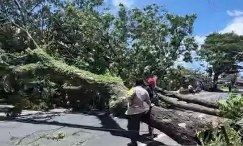 Banyuwangi diterjang angin kencang belasan pohon tumbang