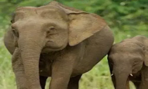 Viral anak gajah terjebak di kebun dipastikan bukan di RI