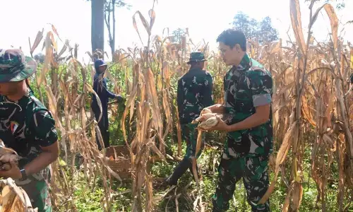 TNI dan petani panen raya jagung di Puncu-Kabupaten Kediri