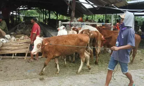 Warga terdampak pembangunan Bandara KASA terima bantuan ternak