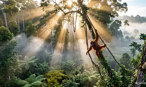 Bagaimana sebatang pohon menghubungkan masa depan Indonesia-Tiongkok? Bagaimana sebatang pohon menghubungkan masa depan Indonesia-Tiongkok?