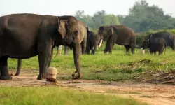 Kemenhut umumkan sejumlah TN dan TWA tutup saat libur Lebaran