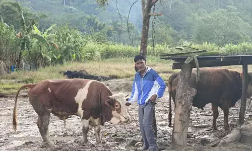 Sapi kiriman Presiden Prabowo tiba di Desa Agusen, Gayo Lues