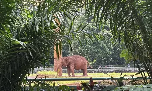 Ragunan mulai dipadati pengunjung sedari pagi