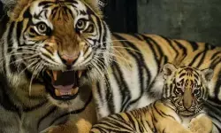 Seekor anak harimau Benggala mati di Bandung Zoo