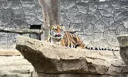 Farhan evaluasi tata kelola Bandung Zoo usai dua harimau Benggala mati