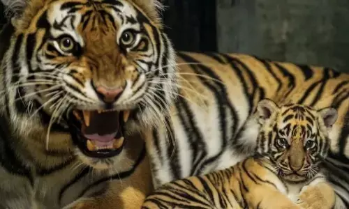Seekor anak harimau Benggala mati di Bandung Zoo Seekor anak harimau Benggala mati di Bandung Zoo