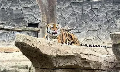 Farhan evaluasi tata kelola Bandung Zoo usai dua harimau Benggala mati