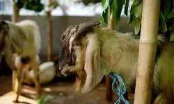 Tata cara menyembelih hewan kurban sesuai syariat