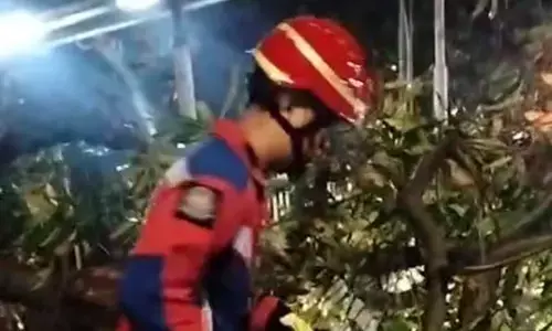 Damkar Jaktim evakuasi pohon tumbang di Ciracas