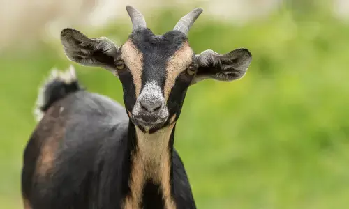 Daftar hewan kurban selain sapi & kambing sesuai syariat