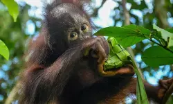 Dan orang utan pun ikut berlebaran