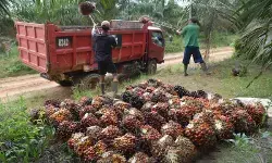 BPDP diminta perluas program pengembangan SDM kelapa sawit