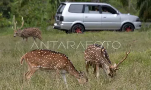 Seekor rusa di Tol Serpan mati tertabrak mobil