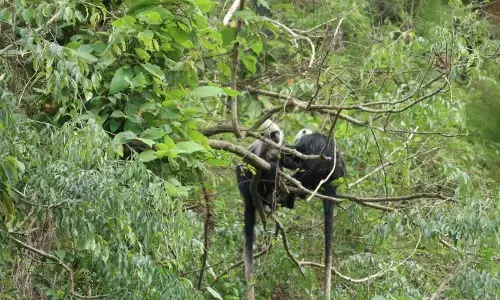 Huawei sediakan AI pantau konservasi lutung kepala putih di Guangxi