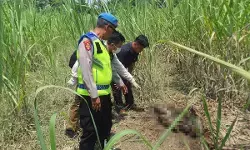 Polisi evakuasi kerangka manusia tanpa identitas di lahan tebu