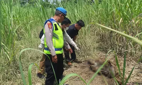 Polisi evakuasi kerangka manusia tanpa identitas di lahan tebu Polisi evakuasi kerangka manusia tanpa identitas di lahan tebu
