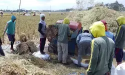 Menjaga lumbung pangan tetap produktif di tengah ancaman El Nino Menjaga lumbung pangan tetap produktif di tengah ancaman El Nino