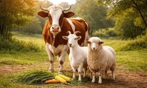 Perbedaan Kurban sapi, kambing, dan domba dalam Islam
