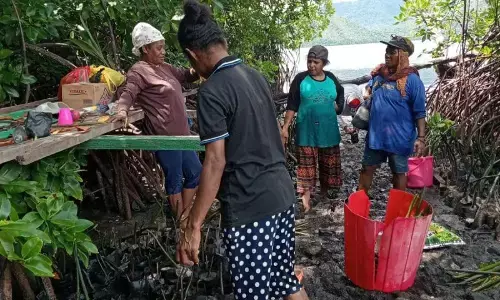 Mama-mama Kampung Enggros jaga hutan bakau