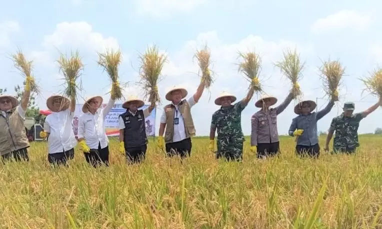 Bulog optimistis serap 4 Juta ton beras pada 2026 Bulog optimistis serap 4 Juta ton beras pada 2026