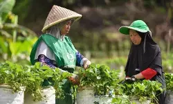 BRIN dorong peran komunitas dalam transformasi pemulihan pascabencana