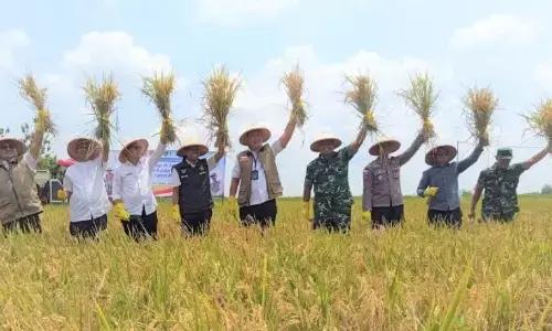 Bulog optimistis serap 4 Juta ton beras pada 2026 Bulog optimistis serap 4 Juta ton beras pada 2026