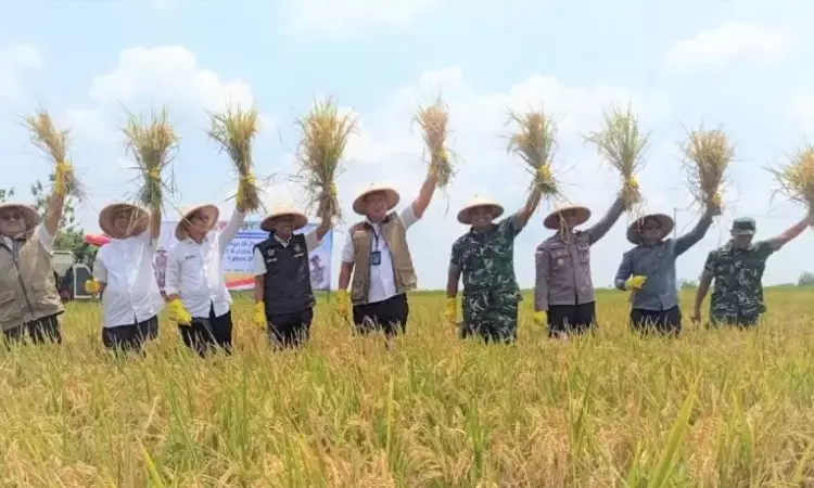 Bulog optimistis serap 4 Juta ton beras pada 2026