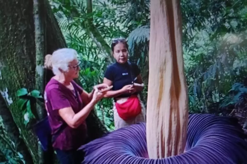 Amorphophallus titanum mekar di Agam, tarik wisman Amorphophallus titanum mekar di Agam, tarik wisman