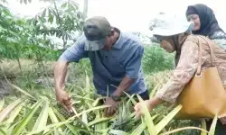 Batola dorong hilirisasi nanas jadi produk bernilai tinggi