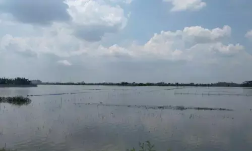 671 hektare sawah terdampak banjir di Kabupaten Demak