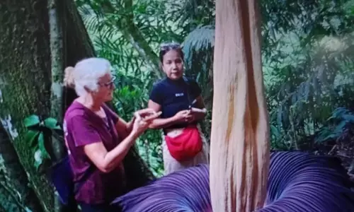 Amorphophallus titanum mekar di Agam, tarik wisman Amorphophallus titanum mekar di Agam, tarik wisman