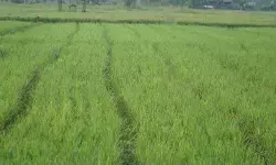 Kementerian PU mulai jalankan program P3TGAI 2026 di 12 ribu lokasi