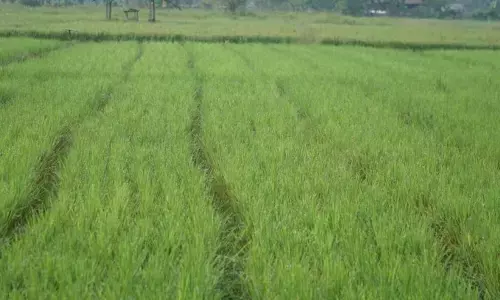 Kementerian PU mulai jalankan program P3TGAI 2026 di 12 ribu lokasi