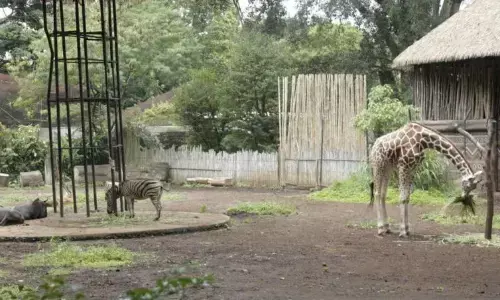 DPRD Jabar tekankan transparansi seleksi pengelola baru Bandung Zoo