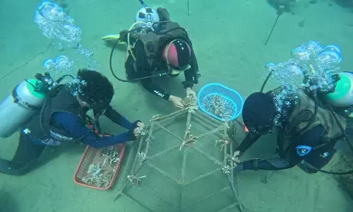 Pertamina Patra Niaga lestarikan kekayaan bahari Laut Ambon Pertamina Patra Niaga lestarikan kekayaan bahari Laut Ambon