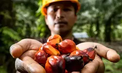 PASPi Sebut yang diperlukan industri sawit adalah inovasi bisnis