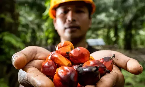 PASPi Sebut yang diperlukan industri sawit adalah inovasi bisnis