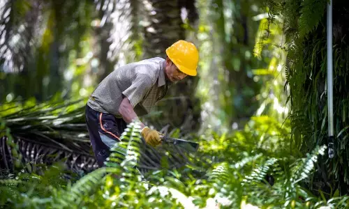 BPDP jadi lokomotif pengembangan SDM sawit nasional