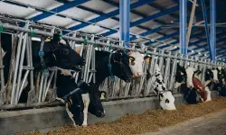 Nasib impor sapi di tengah krisis Selat Hormuz