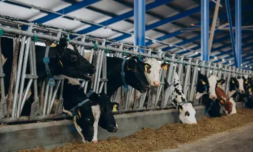 Nasib impor sapi di tengah krisis Selat Hormuz