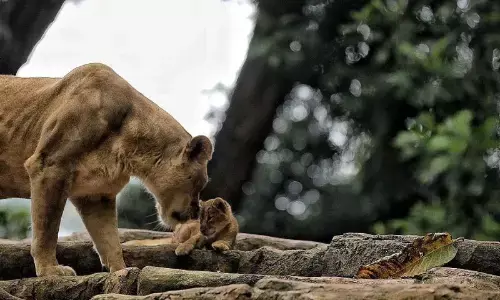 Wali Kota: Peluang investasi Bandung Zoo capai Rp50 miliar