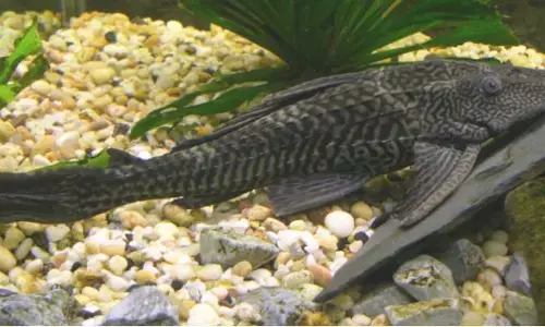 Kenapa ikan sapu-sapu invasif? Ini dampaknya bagi alam