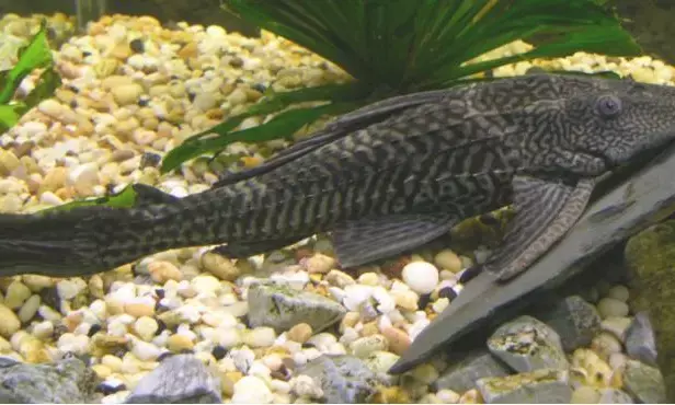 Kenapa ikan sapu-sapu invasif? Ini dampaknya bagi alam