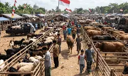 Lonjakan permintaan hewan kurban terjadi jelang Iduladha 2026