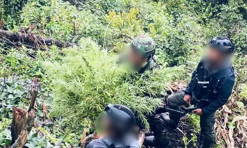 Satgas Swasembada ungkap ladang ganja di Pegunungan Bintang Satgas Swasembada ungkap ladang ganja di Pegunungan Bintang
