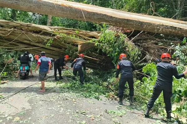 Personel Batalyon C Pelopor Satbrimob Polda Sulut evakuasi pohon tumbang